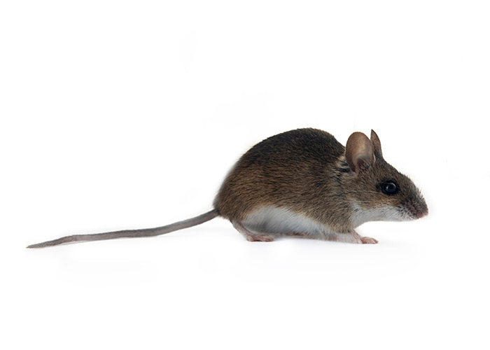 Desinfestação de ratos