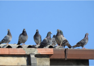 SERVIÇO CONTROLO DE AVES - PRAGAS - SERVIÇOS